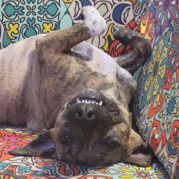 Paige's Pups - Picture 3 of 4